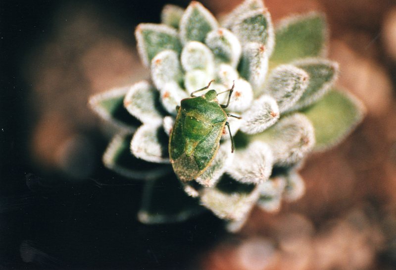 Pentatomidae: Nezara viridula del parco del Ticino